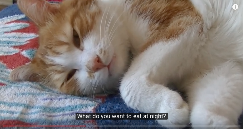 Cat Can't Fall Asleep Until It Talks With Its Owner 2