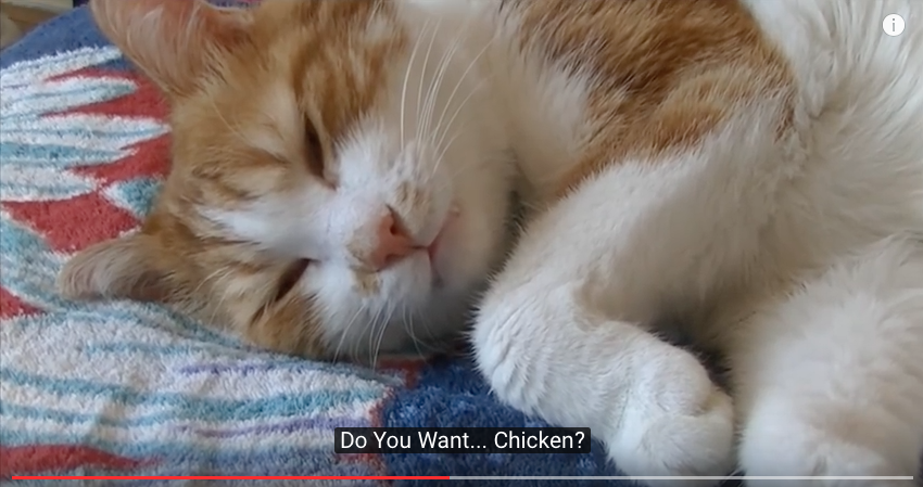 Cat Can't Fall Asleep Until It Talks With Its Owner 3