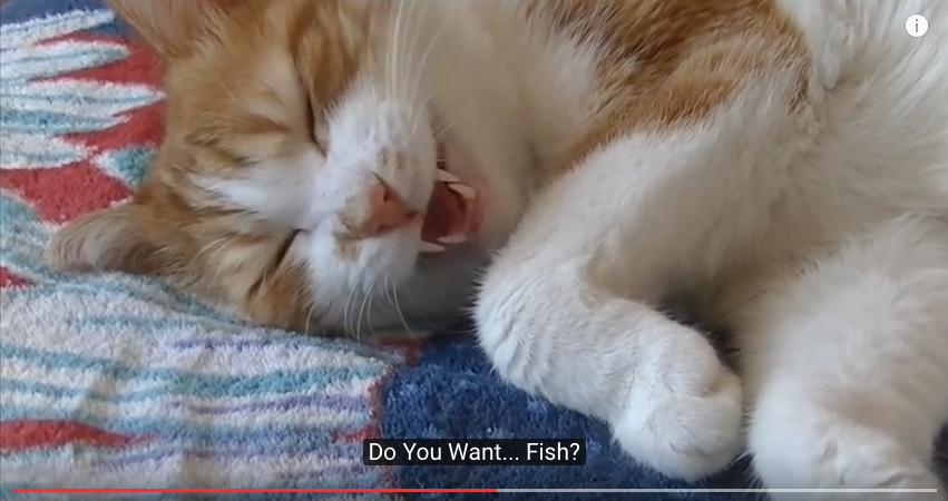 Cat Can't Fall Asleep Until It Talks With Its Owner 4