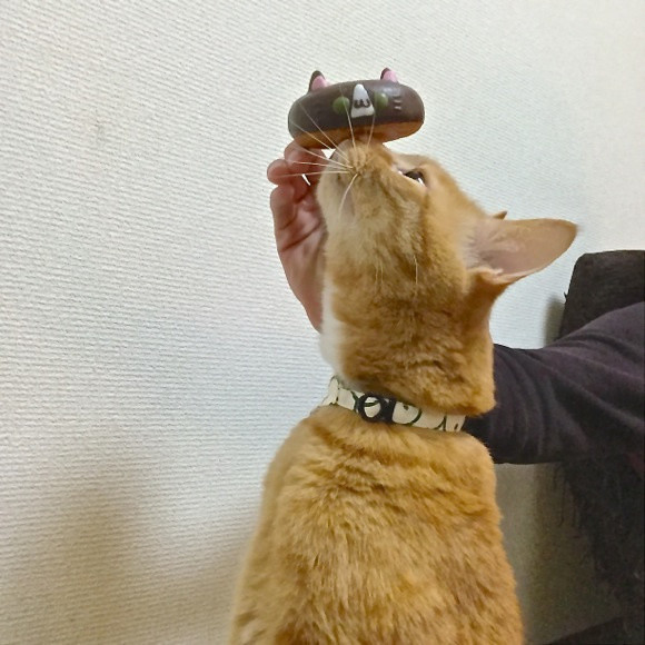 Celebrate Cat Day with Themed Donuts 11