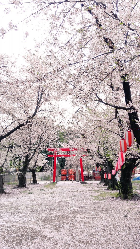 Cherry Blossom Season In Japan 4