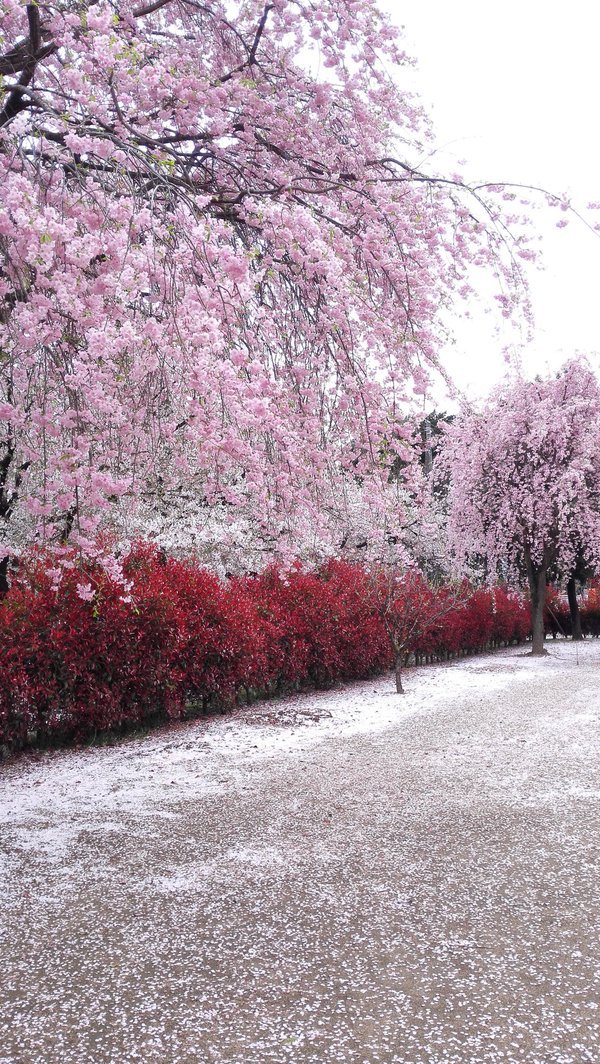 Cherry Blossom Season In Japan 5