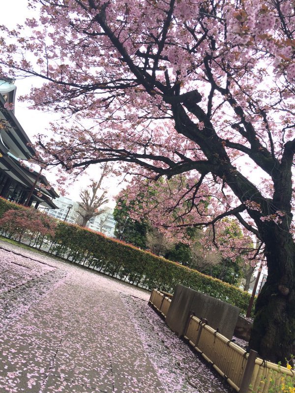 Cherry Blossom Season In Japan 7