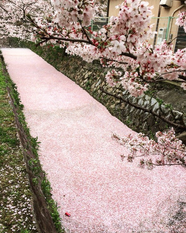 Cherry Blossom Season In Japan