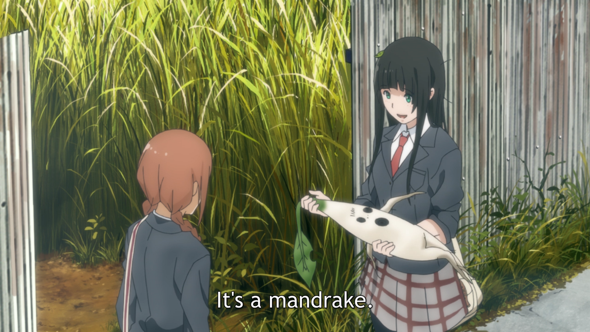 Flying Witch Mandrake