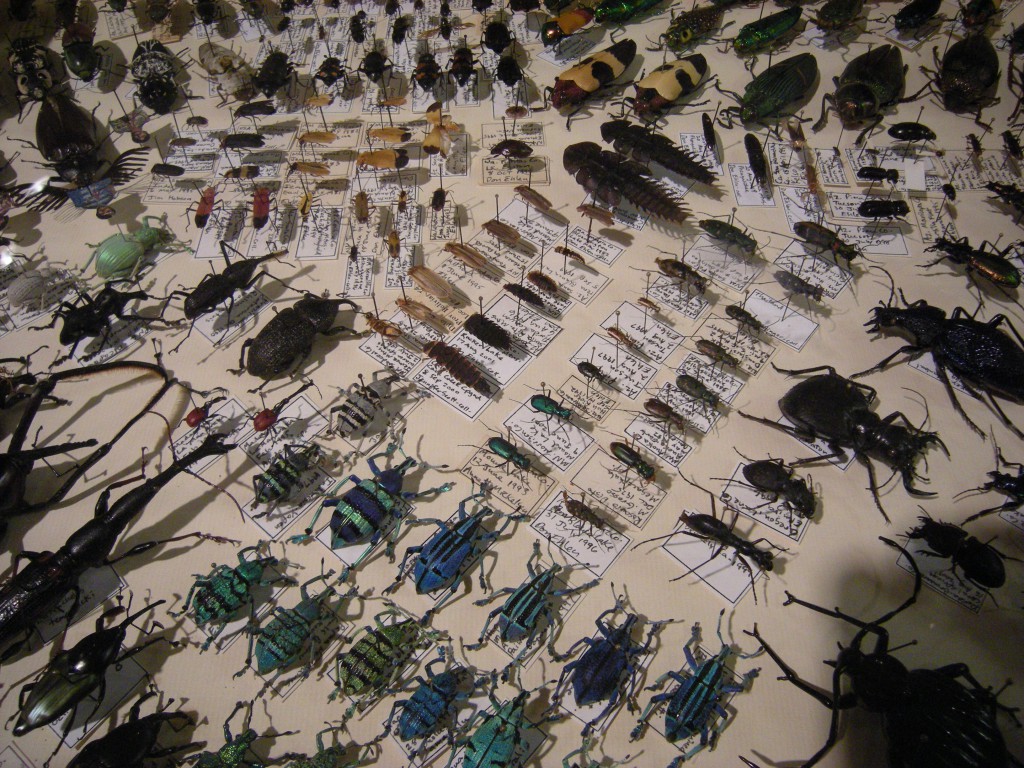 Insect Collection - Haruhichan.com