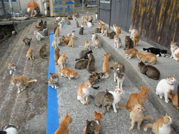 Japan's Cat Island Asks For Food And The Response Is Amazing 10