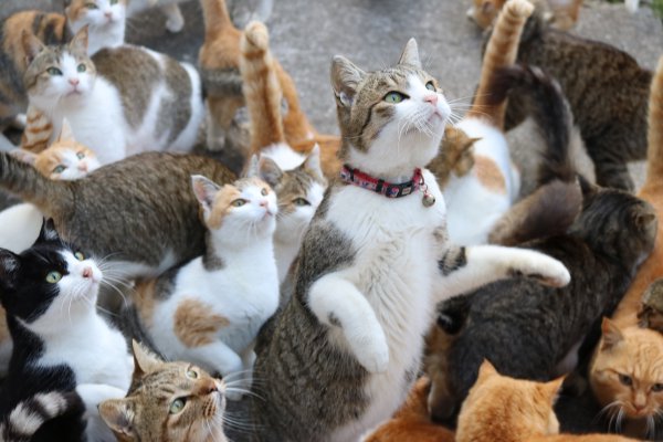 Japan's Cat Island Asks For Food And The Response Is Amazing 11