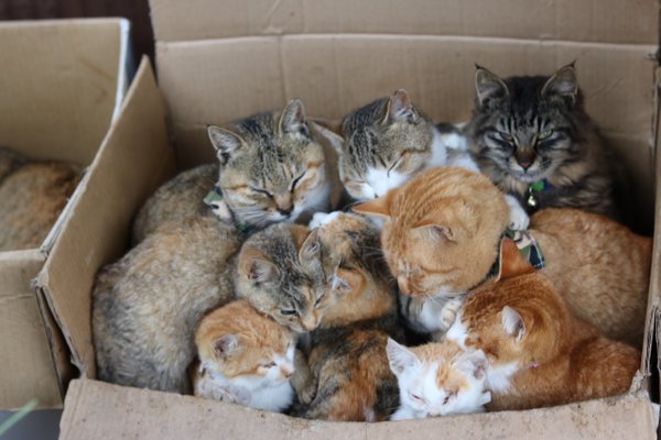 Japan's Cat Island Asks For Food And The Response Is Amazing 12