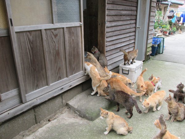 Japan's Cat Island Asks For Food And The Response Is Amazing 16