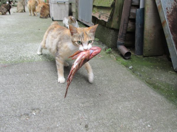 Japan's Cat Island Asks For Food And The Response Is Amazing 17