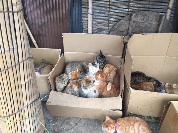 Japan's Cat Island Asks For Food And The Response Is Amazing 18