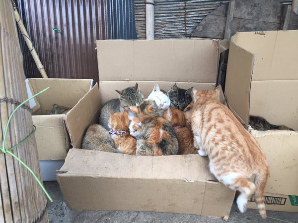 Japan's Cat Island Asks For Food And The Response Is Amazing 19