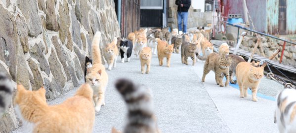 Japan's Cat Island Asks For Food And The Response Is Amazing 9